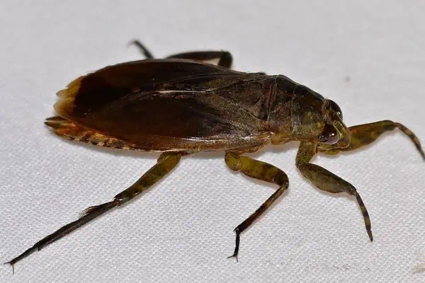 Chinche de agua gigante (Belostoma sp.)