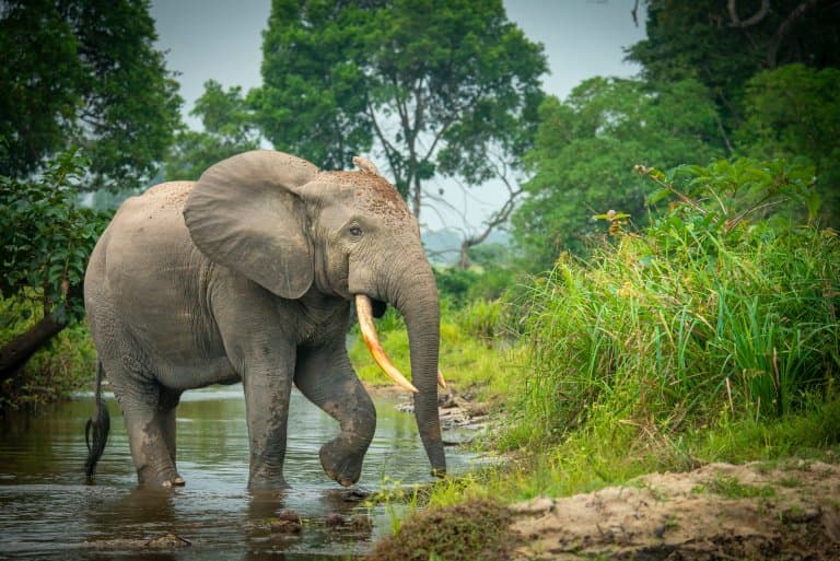 Datos Sobre El Elefante Africano Del Bosque