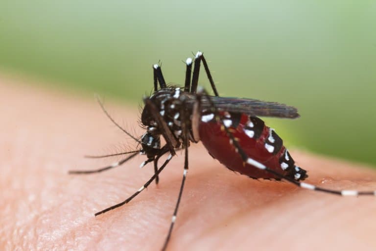 Datos sobre el mosquito tigre asiático