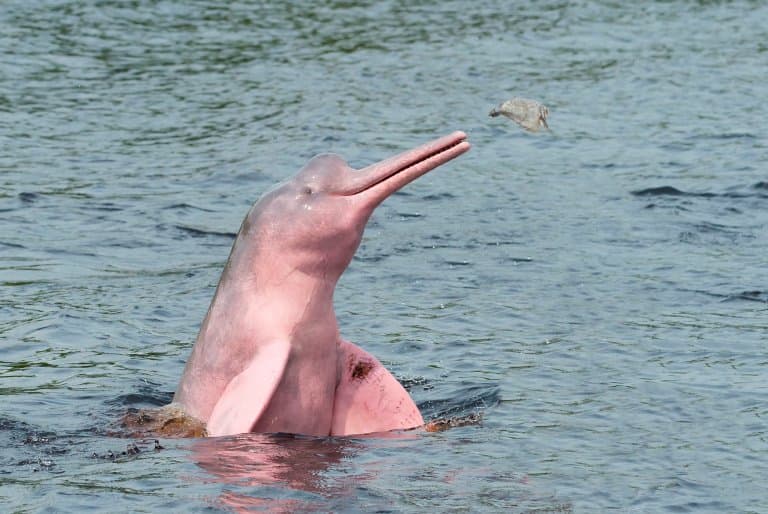 Datos sobre los delfines del río Amazonas