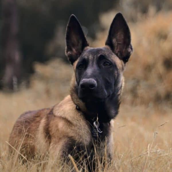 cuanto cuesta un malinois belga