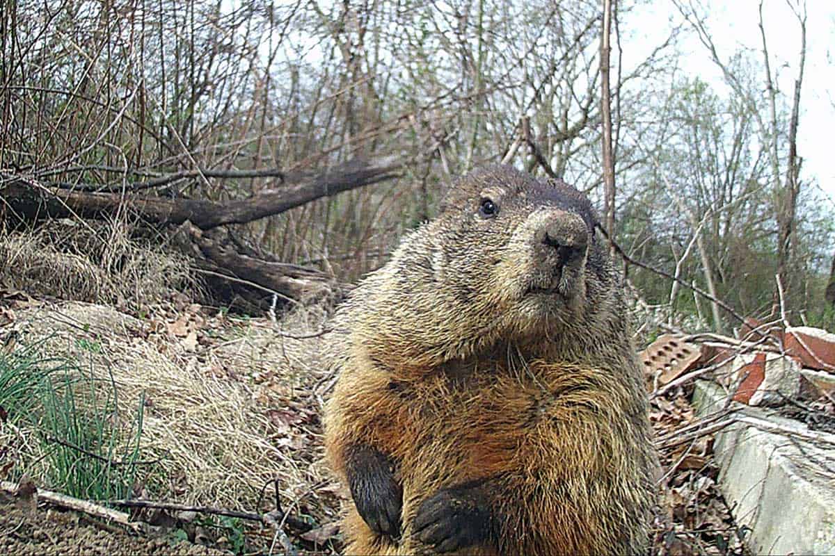 ¿son Peligrosas Las Marmotas?