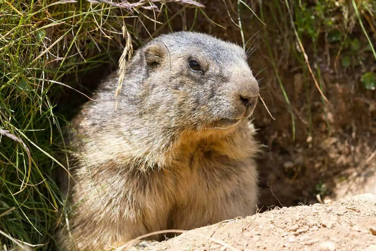 Marmota en madriguera