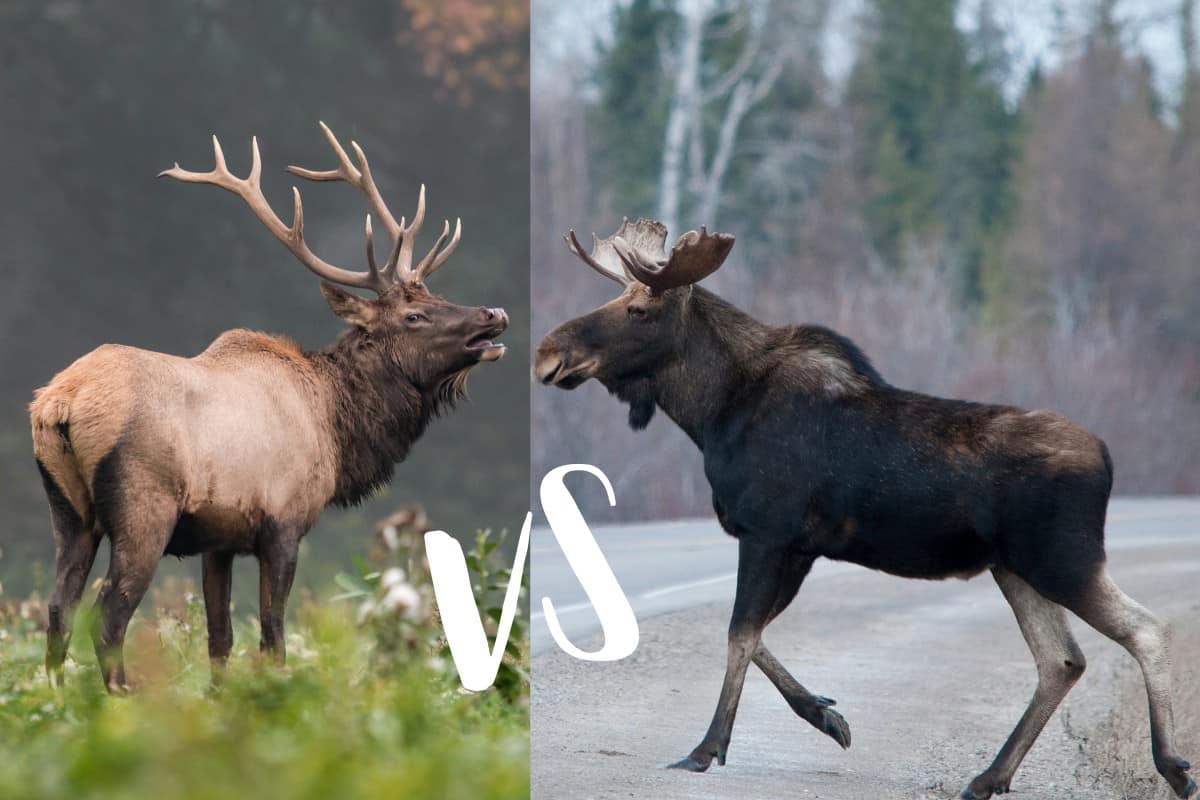 Elk vs Moose (11 Diferencias Principales)