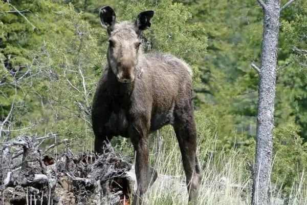 Alces en el bosque