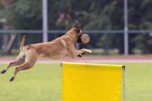 Entrenamiento Del Pastor Belga Malinois: Por Qué Estos Perros De
