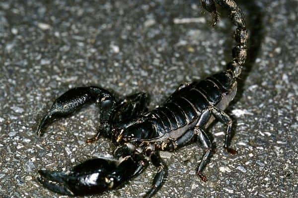 Escorpiones del bosque asiático