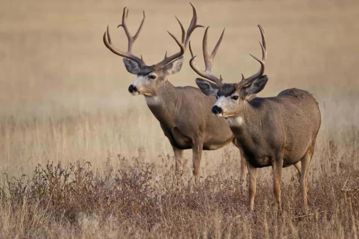 Par de venados bura en el arsenal de las Montañas Rocosas