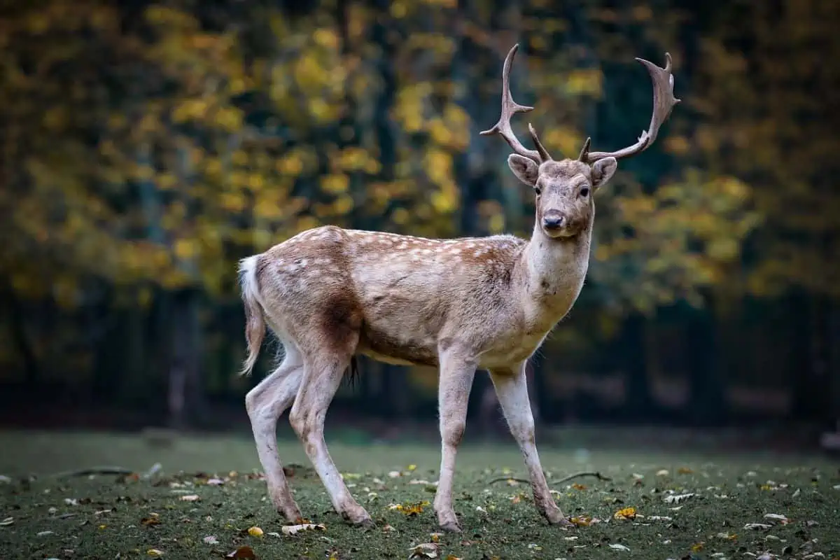 ciervo salvaje visto en la naturaleza