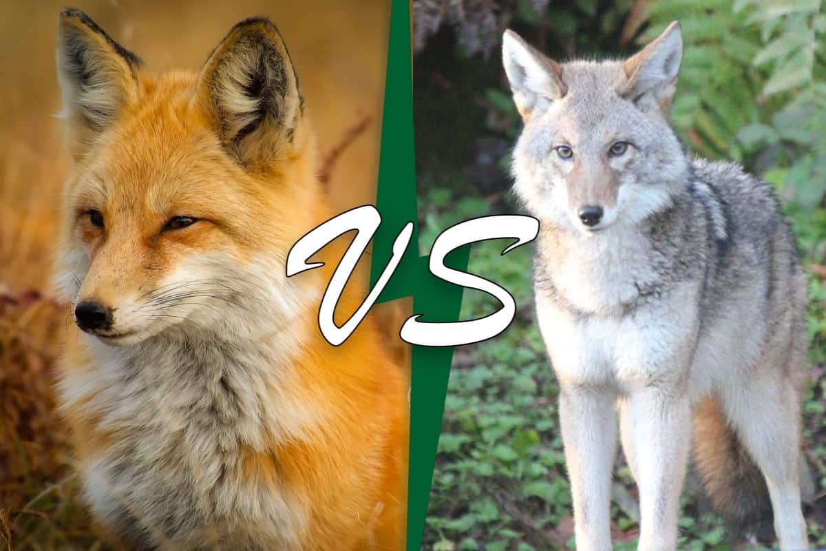 Fox vs Coyote (7 Diferencias Clave)