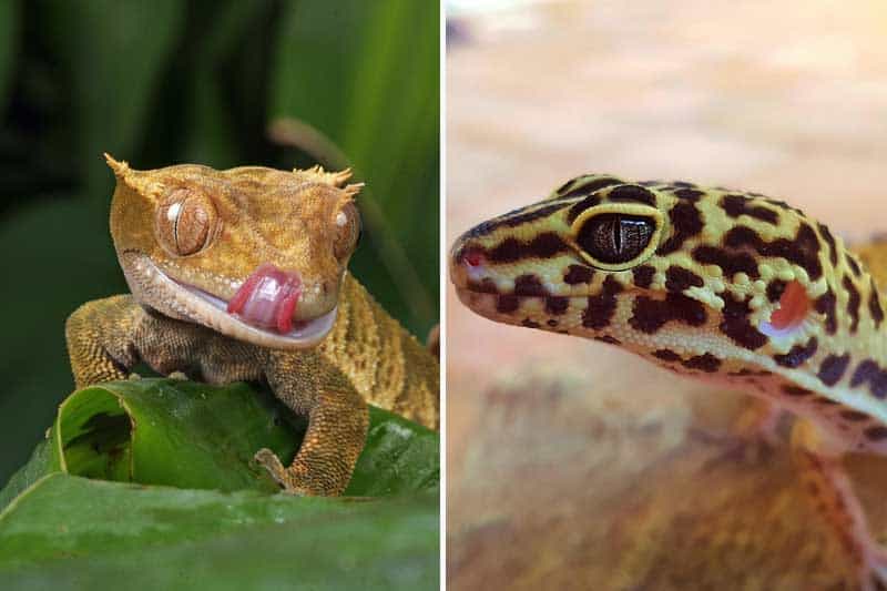 Gecko Crestado vs Gecko Leopardo Como Mascotas: ¿cuál Es El Adecuado Para Usted? Gecko Crestado vs Gecko Leopardo Como Mascotas: ¿cuál Es El