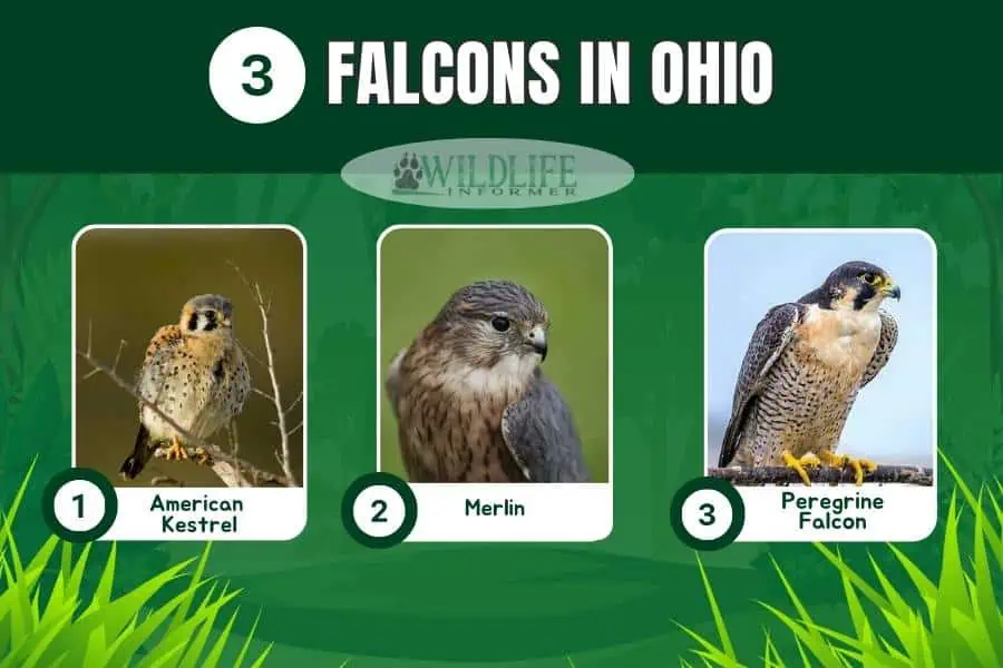Collage de fotos de halcones en Ohio