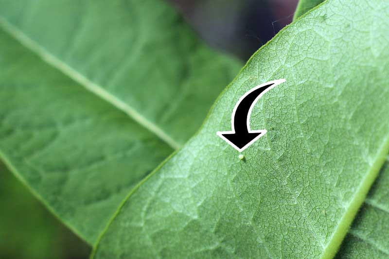 huevo de mariposa monarca en una hoja