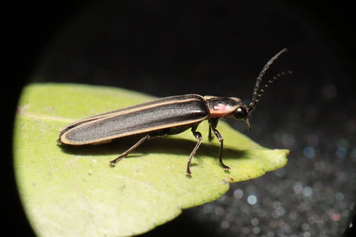 Insectos De Iluminación Versus Luciérnagas (explicado)