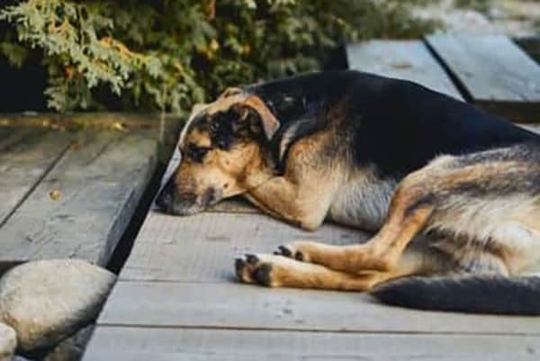 Los-perros-pueden-morir-de-un-corazón-roto-los-perros-pueden-morir-de-tristeza