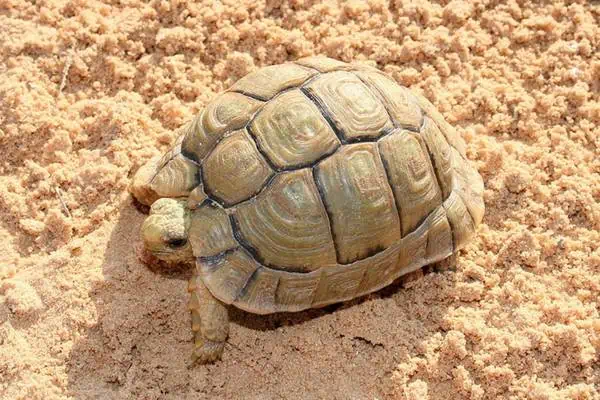 La tortuga de Kleinmann