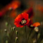Las Mejores Flores Y Plantas Para Las Abejas Albañiles Las Mejores Flores Y Plantas Para Las Abejas Albañiles