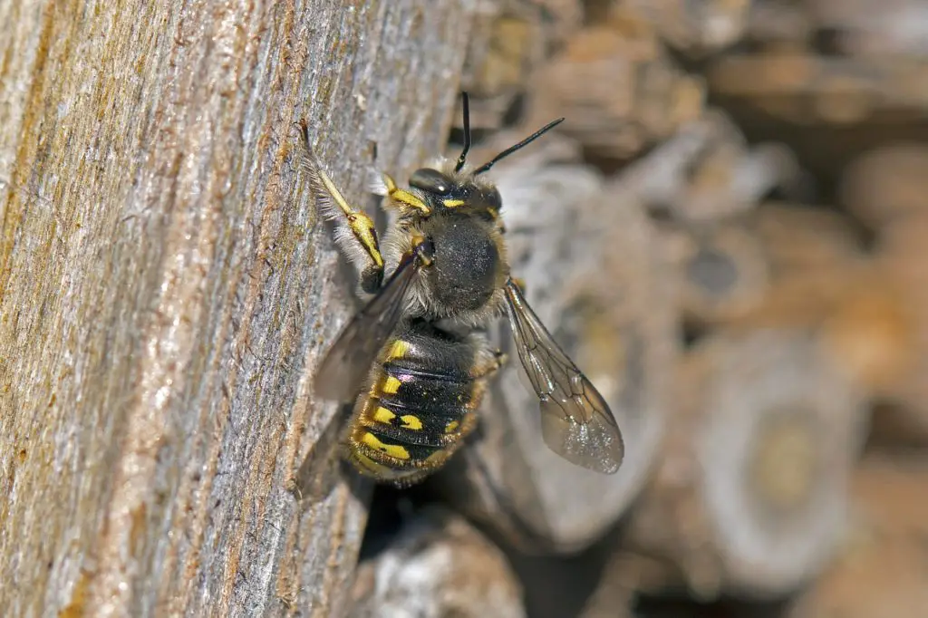 abeja de lana