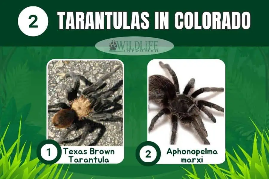 Collage de fotos de tarántulas en Colorado