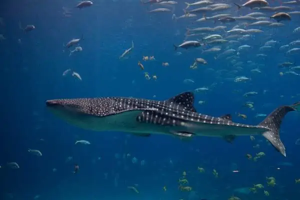 Tiburón ballena junto con peces.