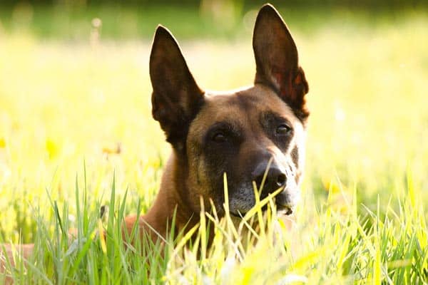 Malinois Belga Femenino Versus Masculino: ¿existe Una Diferencia De Género?