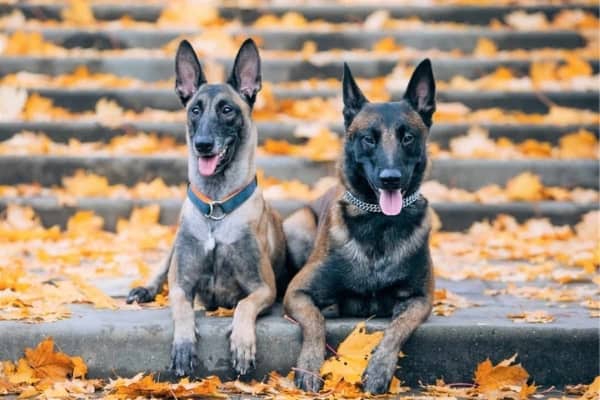 Mujer-Vs-hombre-belga-malinois