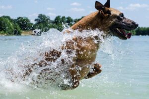 Malinois Belga: Un Famoso K9 De Protección Que Probablemente No