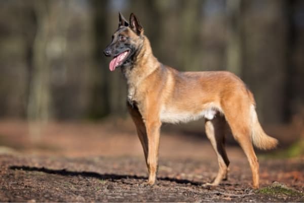 Belga-Malinois-de pie
