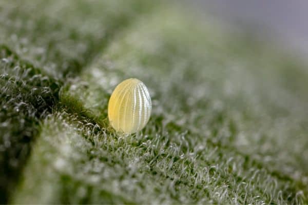 Huevo de mariposa monarca sobre una hoja de algodoncillo