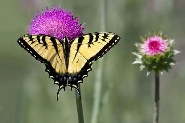 Mariposa cola de golondrina tigre de los Apalaches