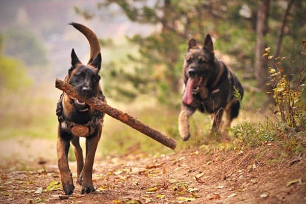 Mejor Perro De Compañía Para El Pastor Alemán: ¿qué Razas Encabezan La Lista? Mejor Perro De Compañía Para El Pastor Alemán: ¿qué Razas