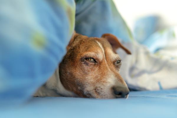 Melanoma en Perros - Tipos de melanomas en perros