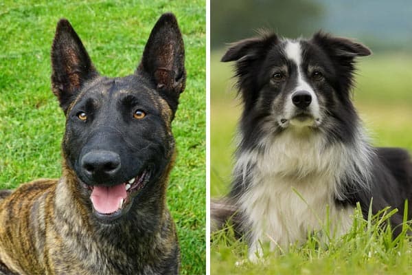 Mezcla De Border Collie De Pastor Holandés: Presentamos El Collie