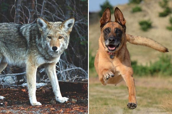Mezcla De Coyote Belga Malinois: Aprenda Sobre Este Raro Perro