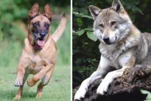Mezcla De Lobo Belga Malinois: Por Qué Los Híbridos De
