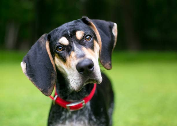 foto de primer plano de un perro negro y marrón