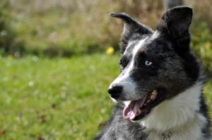 Mezcla De Pastor Australiano Blue Heeler: Un Trabajador Incansable Y