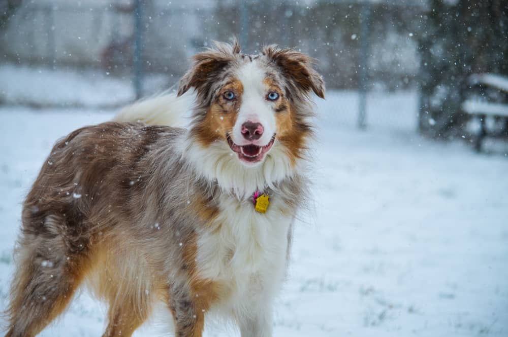 Mezcla De Pastor Australiano Border Collie: El Perro Pastor Más