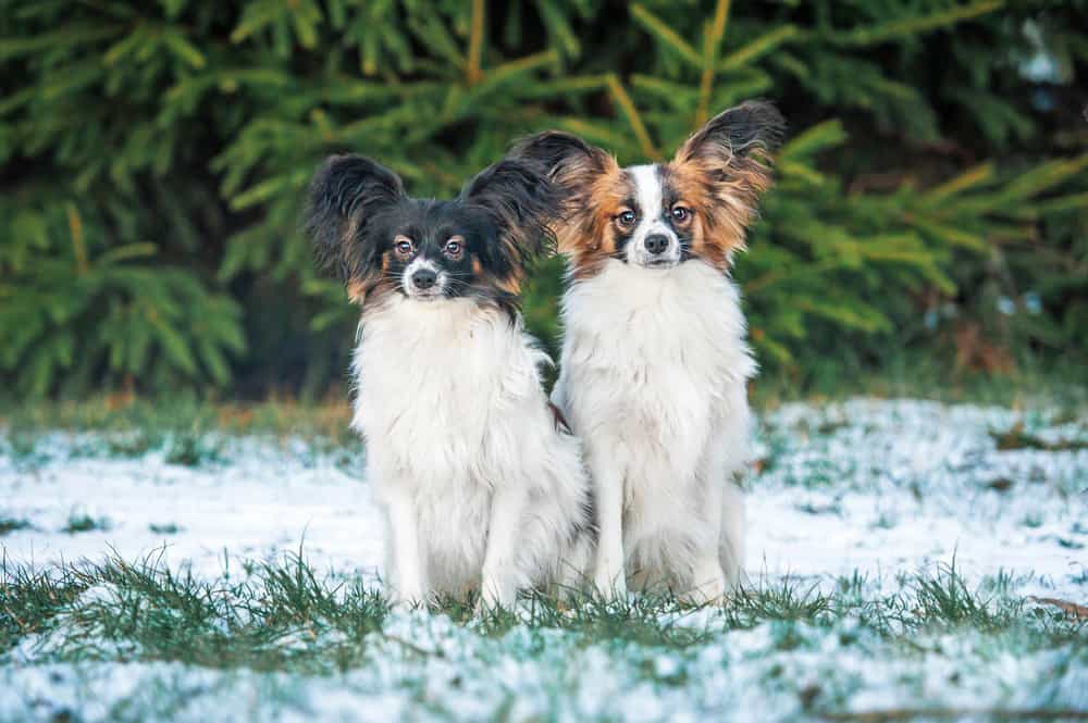 Mezcla De Pastor Australiano Papillon: El Perro Inteligente Y Juguetón