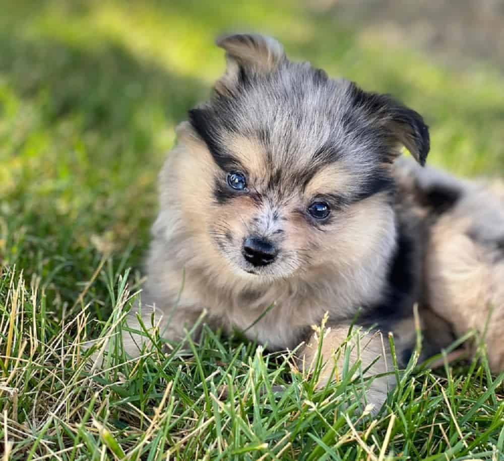 Aussiepom - Mezcla de pastor australiano y pomerania