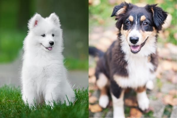 Mezcla de pastor australiano-samoyedo