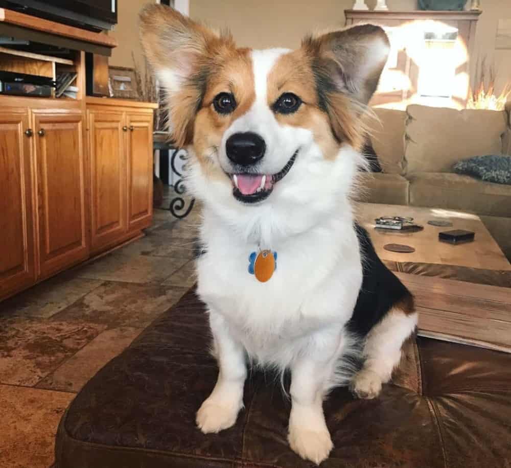 Mezcla De Pastor Australiano Y Corgi: ¡una De Nuestras Mezclas Australianas Favoritas! Mezcla De Pastor Australiano Y Corgi: ¡una De Nuestras Mezclas