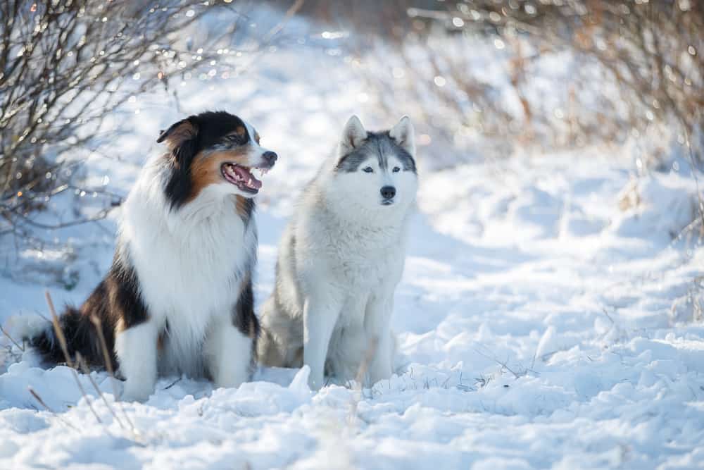 Mezcla de pastor australiano y husky: ¿Es el husky australiano tu nuevo compañero de carrera? 1 Mezcla de pastor australiano y husky