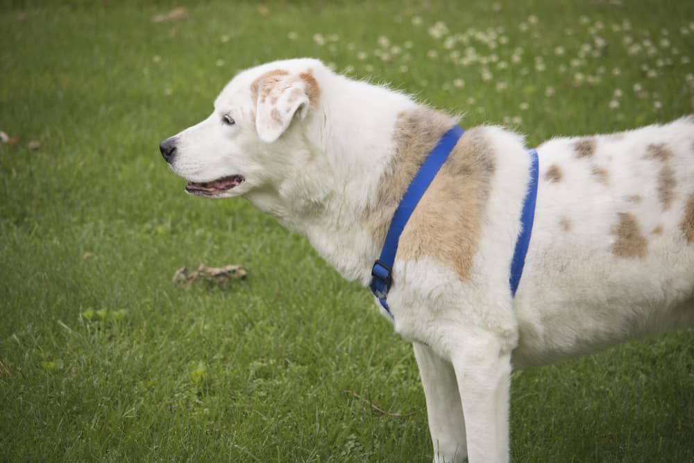 Mezcla De Pastor Australiano Y Laboratorio: ¡la Mejor Mezcla De Labrador Retriever! Mezcla De Pastor Australiano Y Laboratorio: ¡la Mejor Mezcla De