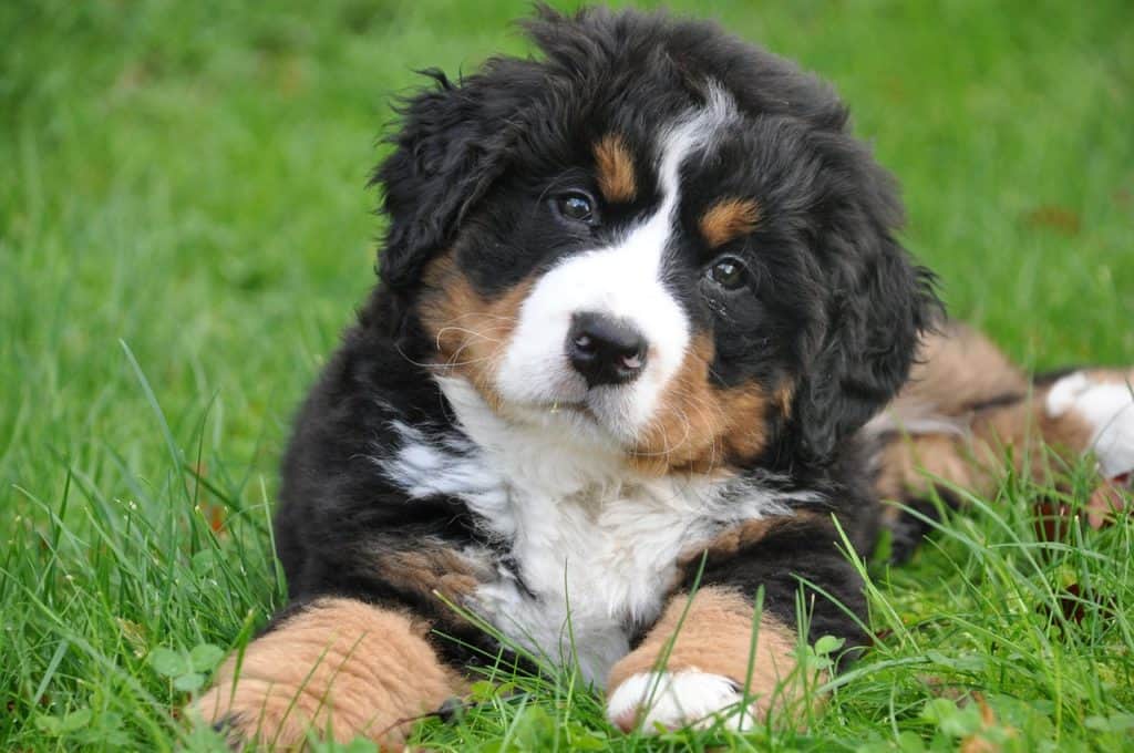 Perro de montaña de Bernese