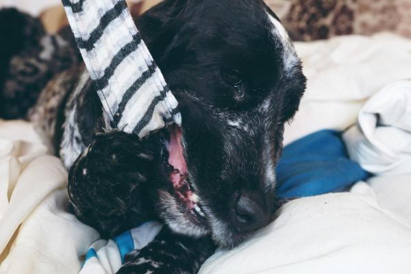 Mi perro se comió un calcetín pero se comporta con normalidad. ¿Por qué mi perro se comió un calcetín?