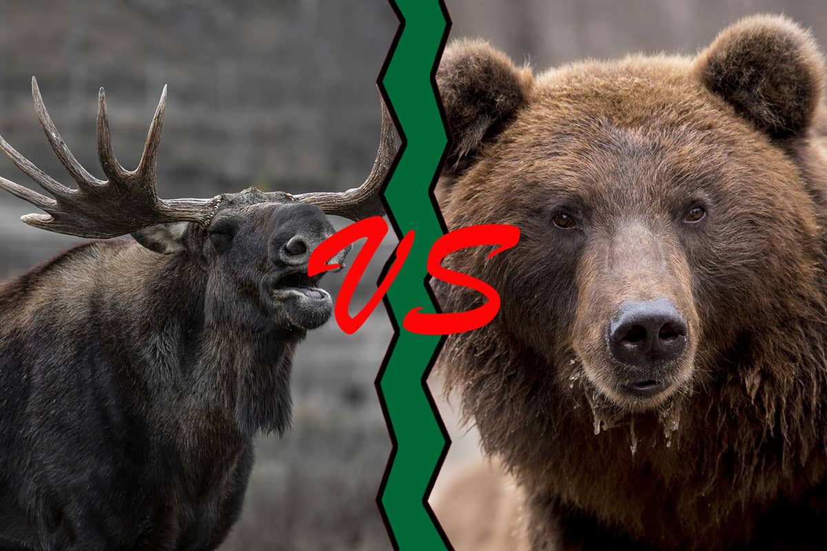 Moose vs Bear (en Qué Se Diferencian)