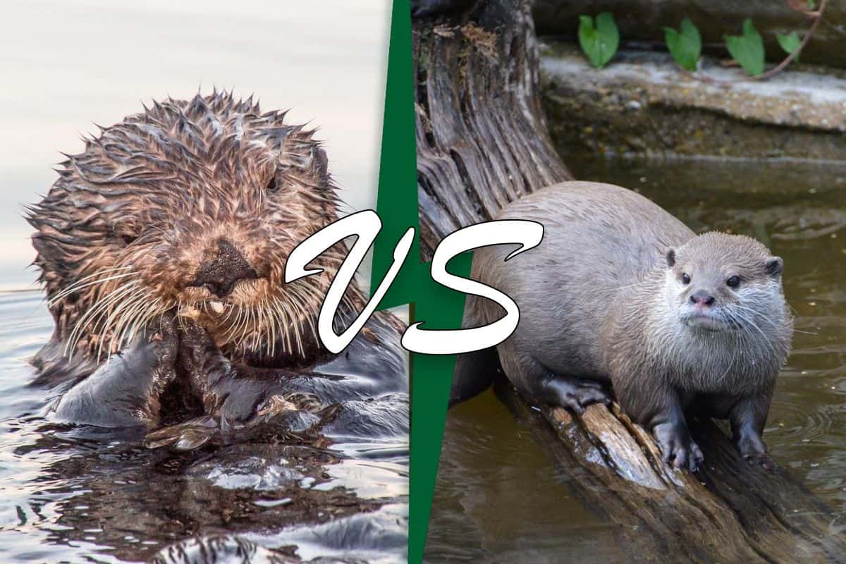 Nutria Marina Versus Nutria De Río (9 Diferencias Clave)