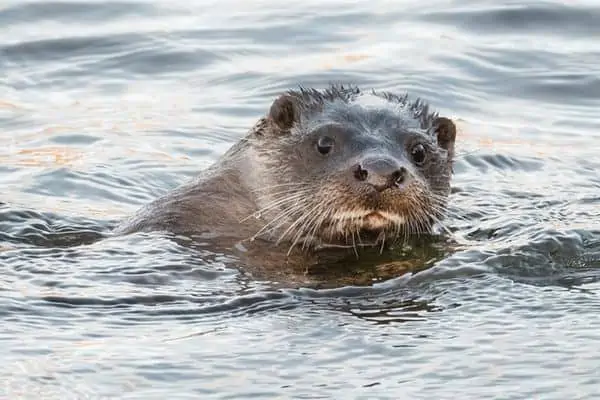 Nutria de río en agua dulce