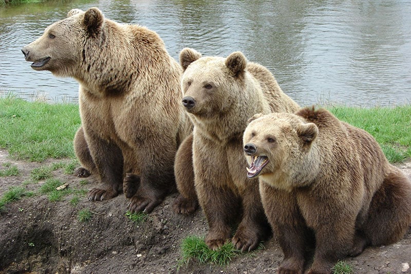 Oso Grizzly vs Oso Kodiak vs Oso Pardo – ¿Cuál Es La Diferencia? Oso Grizzly vs Oso Kodiak vs Oso Pardo – ¿cuál